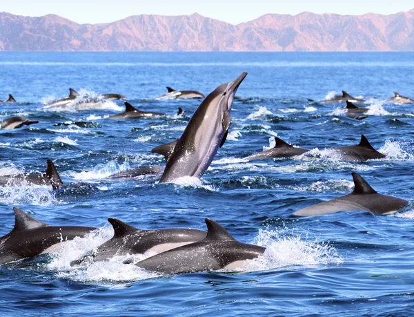Дельфин патруль — стоковое фото