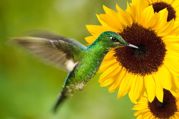 Hummingbird feeding from sunflower — стоковое фото