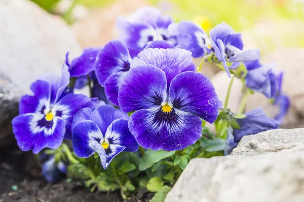 Фиолетовый синий анютины глазки цветы в саду рок — стоковое фото