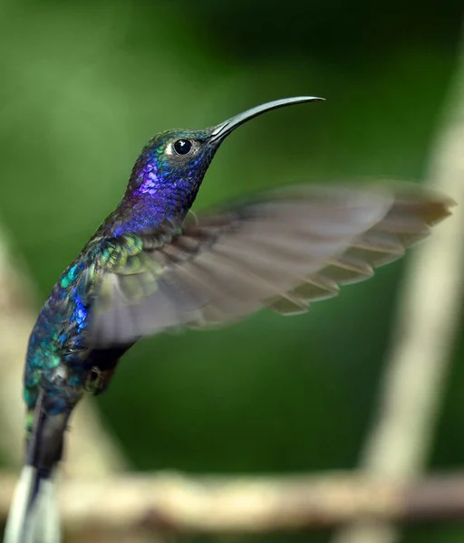 Hummingbird — стоковое фото