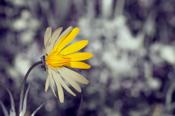 Солнечный цветок и серых дней — стоковое фото