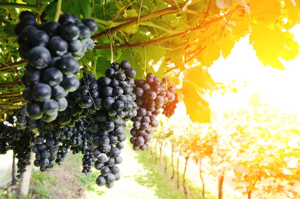 Спелый, пышные пучки виноград на лозе — стоковое фото
