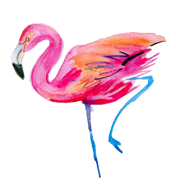 Фламинго акварельный эскиз — стоковое фото