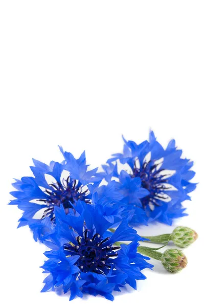 Красивые яркие голубые цветы василька — стоковое фото