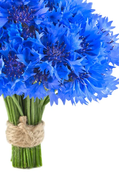 Яркие голубые цветы василька — стоковое фото