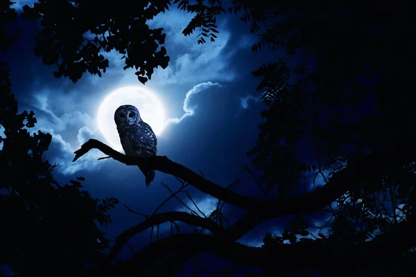 Сова часы пристально освещается полная луна в ночь Хэллоуина — стоковое фото