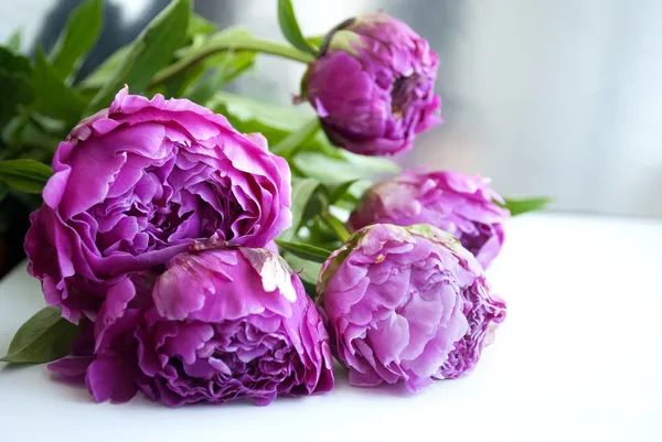 Розовый пион цветы — стоковое фото