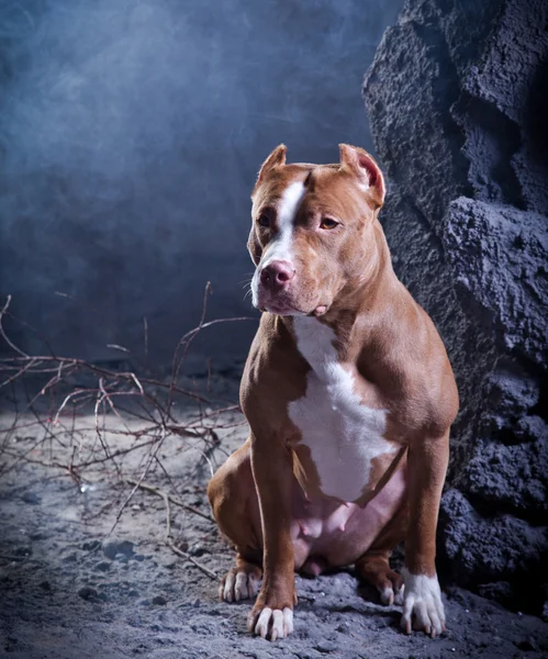 Собака породы Американский питбультерьер — стоковое фото