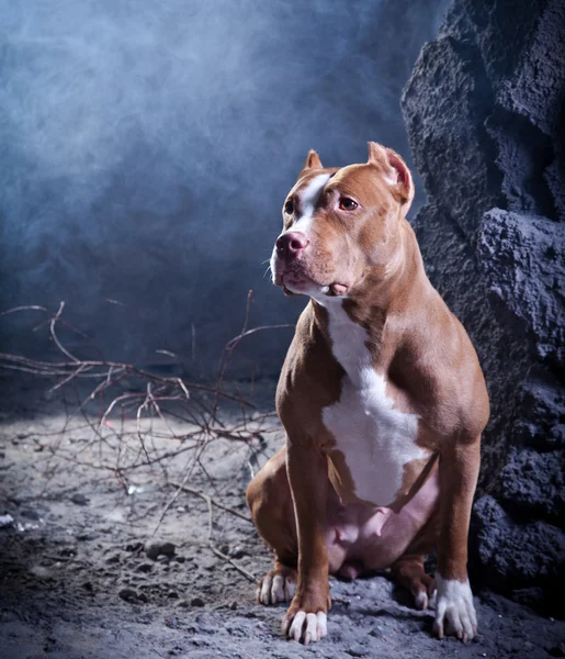 Собака породы Американский питбультерьер — стоковое фото