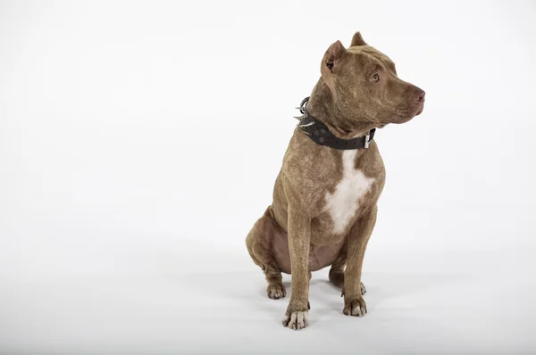 Pitbull Собака портрет — стоковое фото