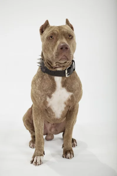 Pitbull Собака портрет — стоковое фото