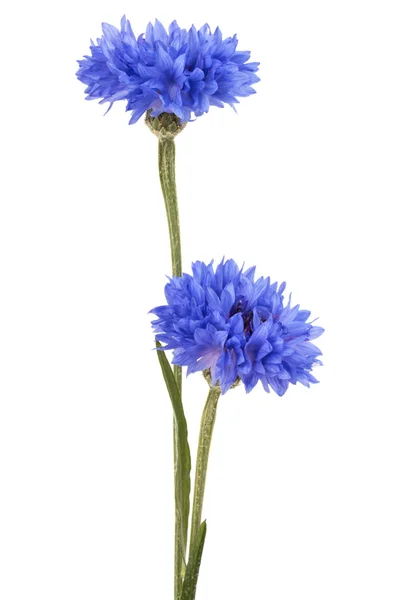 Василек синий травы — стоковое фото