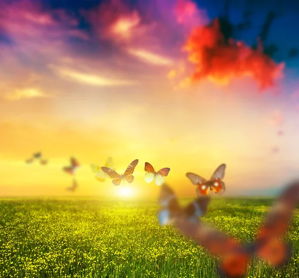 Красочные бабочки, пролетающие над лугом — стоковое фото