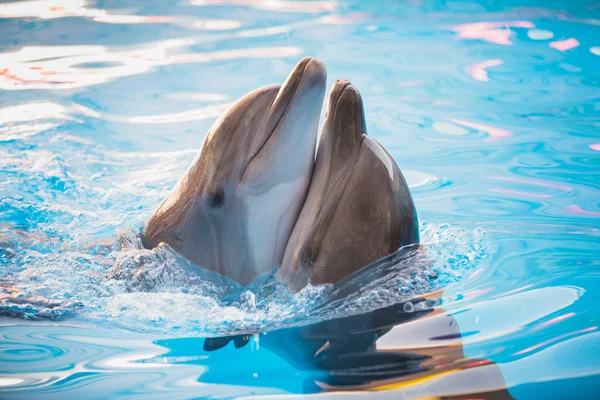 Пара дельфинов, танцы в воде — стоковое фото