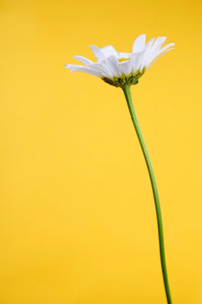 Белый весна ромашка — стоковое фото