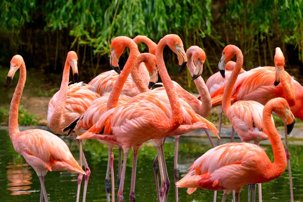 Группа красный Фламинго — стоковое фото