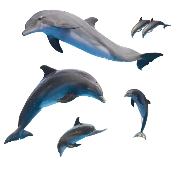 Прыжки дельфинов на белом — стоковое фото