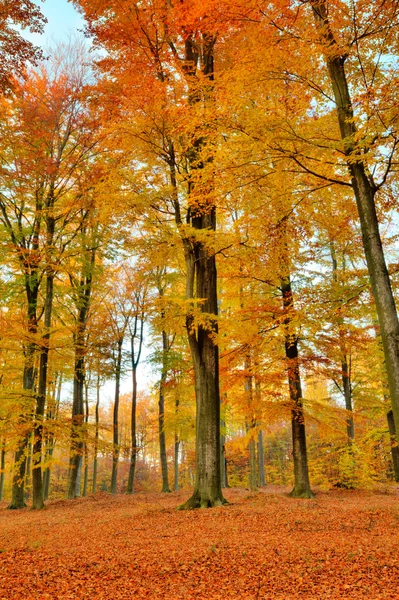 Красочный Осенний пейзаж с желтым деревья — стоковое фото