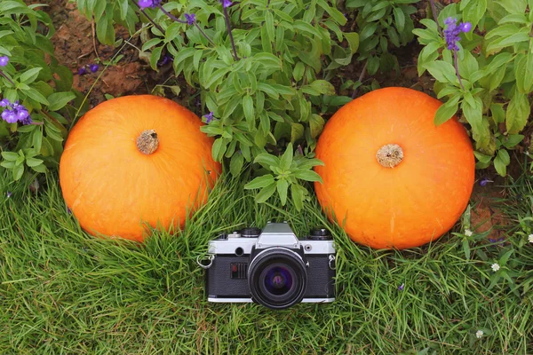 Винтажные пленочной камеры с тыквами — стоковое фото