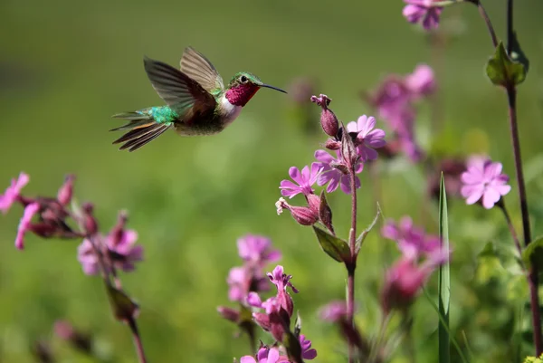 Ruby-throated Hummingbird and pink summer flowers — стоковое фото