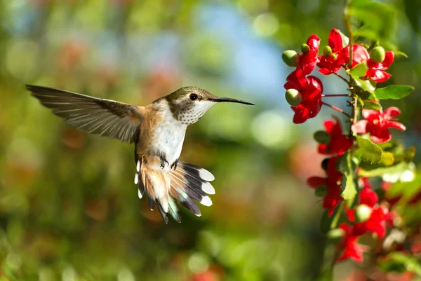 Hummingbird over green background — стоковое фото