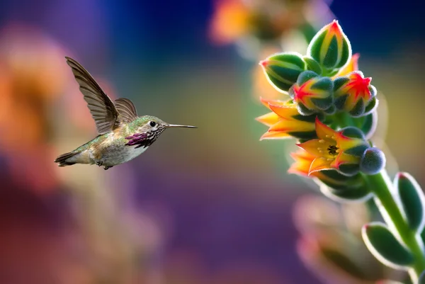 Small hummingbird near flowers frozen in action — стоковое фото