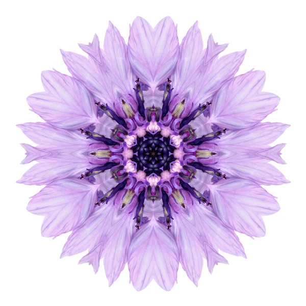 Фиолетовый цветочный калейдоскоп мандалы василька, изолированный на белом Стоковое Фото