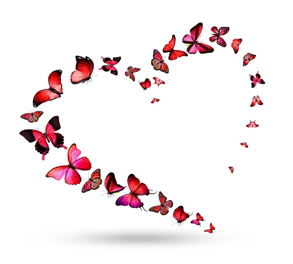 Сердце с полет бабочки — стоковое фото