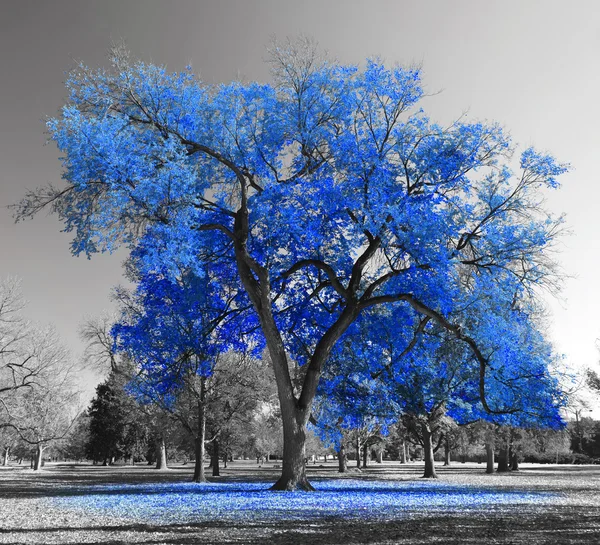 Большой голубой дерево — стоковое фото