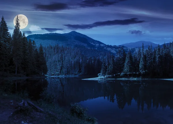 Сосновый лес около горного озера ночью — стоковое фото