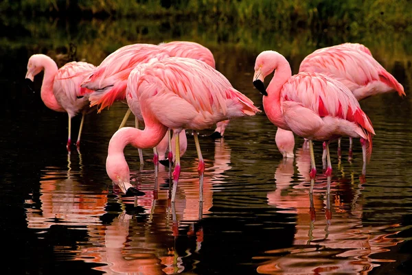 Чилийский фламинго размышления — стоковое фото