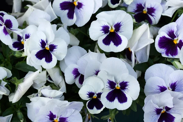 Garden pansy (Viola tricolor var. hortensis). — стоковое фото