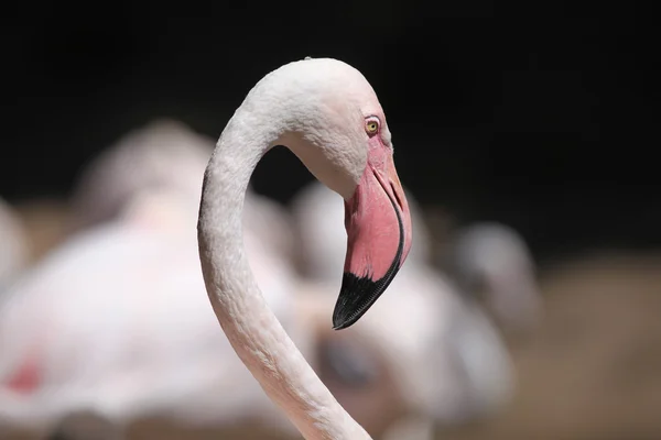 Больший фламинго — стоковое фото