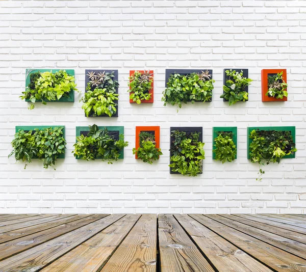 Вертикальный сад на белой кирпичной стене — стоковое фото