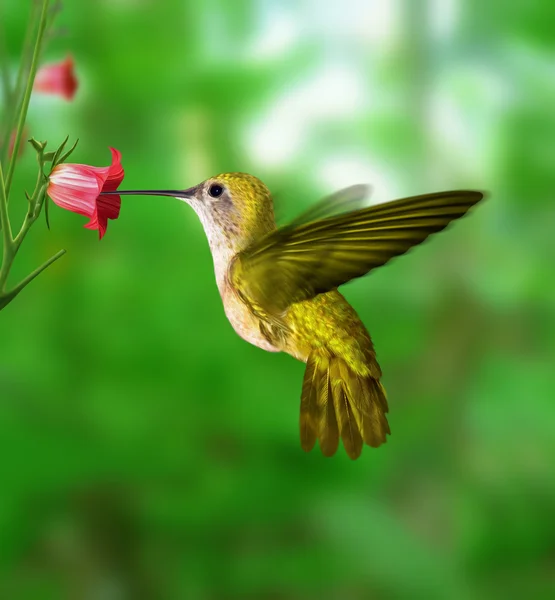 Hummingbird feeding from the flower. — стоковое фото
