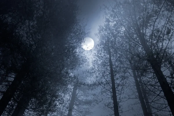 Лес полная луна — стоковое фото