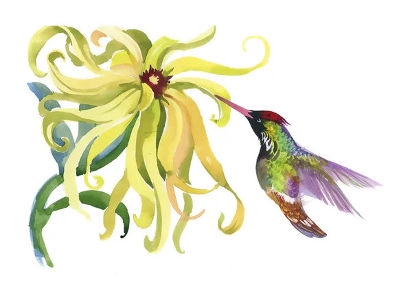 Colibri bird and flower — стоковое фото