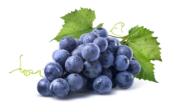 Синий виноград мокрый пук изолированные на белом фоне — стоковое фото