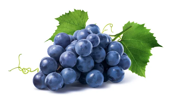 Синий виноград сухой букет, изолированные на белом фоне — стоковое фото