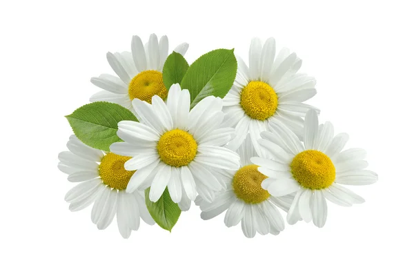 Ромашка цветок группа оставляет изолированные на белом — стоковое фото