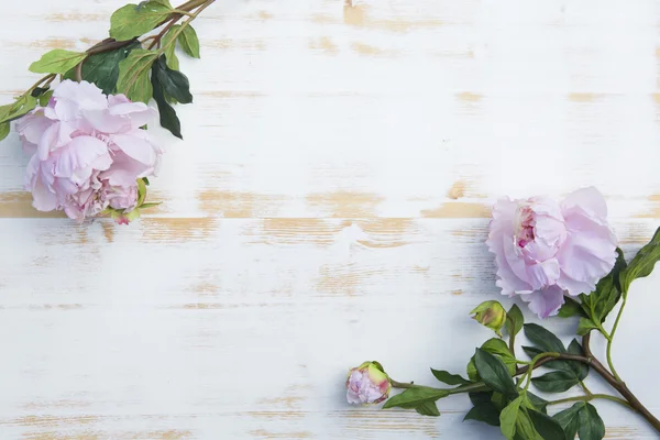 Розовые пионы на белом фоне деревенские деревянные — стоковое фото