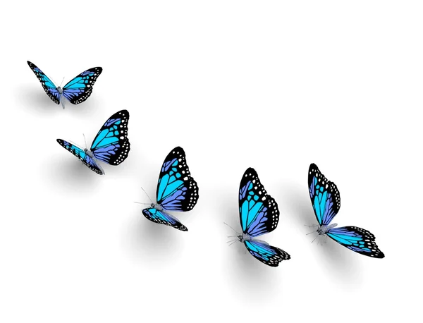 Пять бабочек — стоковое фото