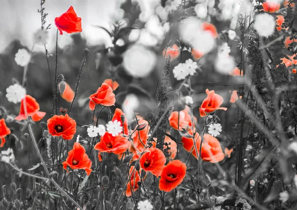Красные цветы мака на поле — стоковое фото