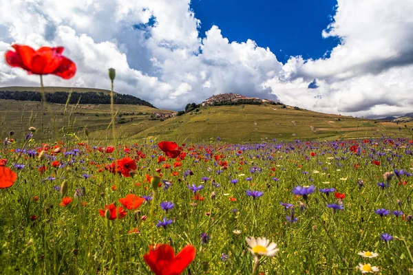 Цветущих полей в Сибиллини горы — стоковое фото