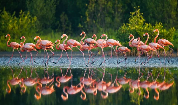 Карибского бассейна Фламинго — стоковое фото