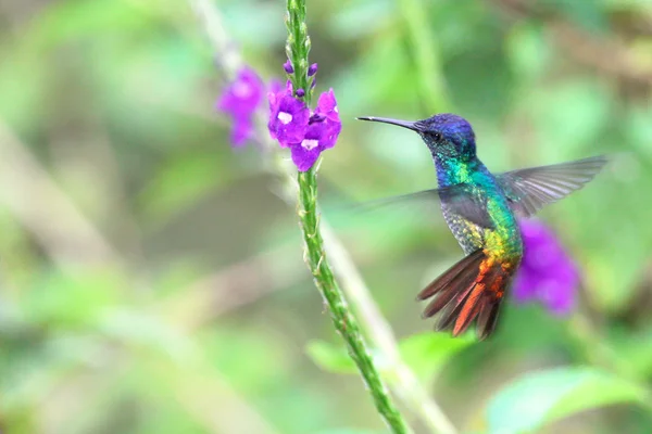Golden-tailed Sapphire, hummingbird in flight — стоковое фото