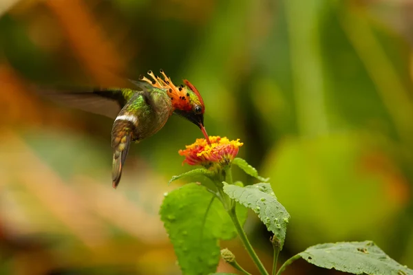 Hummingbird Tufted Coquette Lophornis ornatus feeding from lantana flowers — стоковое фото