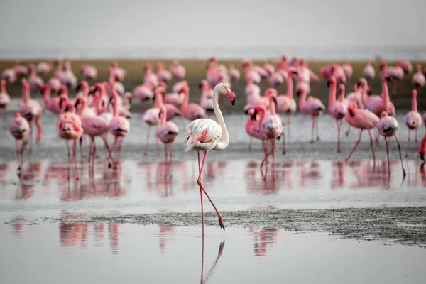 Группа Фламинго в Валвис Бей — стоковое фото