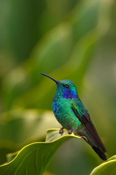 Hummingbird Green Violet-ear — стоковое фото