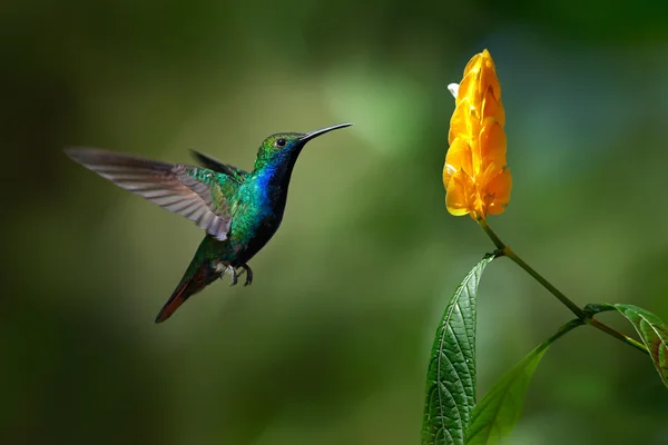 Green and blue Hummingbird — стоковое фото
